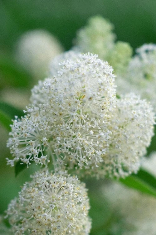 New Jersey Tea Plant (Ceanothus Americanus) - 3 Gallon Pot 12 New Jersey Tea Plant (Ceanothus Americanus) - 3 Gallon Pot - Image 12