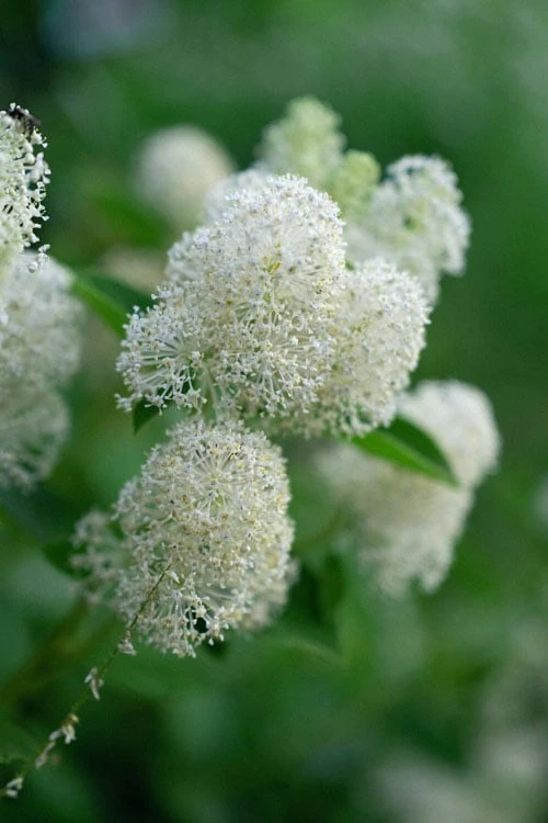 New Jersey Tea Plant (Ceanothus Americanus) - 3 Gallon Pot 7 New Jersey Tea Plant (Ceanothus Americanus) - 3 Gallon Pot - Image 7