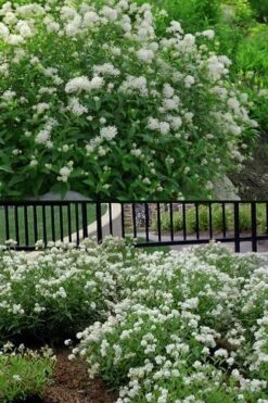 New Jersey Tea Plant (Ceanothus Americanus) - 3 Gallon Pot 16 New Jersey Tea Plant (Ceanothus Americanus) - 3 Gallon Pot -Garden Wisp Sales Store ceanothus americanus new jersey tea plant 14