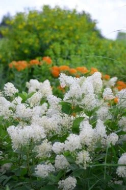 New Jersey Tea Plant (Ceanothus Americanus) - 3 Gallon Pot 17 New Jersey Tea Plant (Ceanothus Americanus) - 3 Gallon Pot -Garden Wisp Sales Store ceanothus americanus new jersey tea plant 16