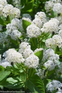 New Jersey Tea Plant (Ceanothus Americanus) - 3 Gallon Pot 15 New Jersey Tea Plant (Ceanothus Americanus) - 3 Gallon Pot -Garden Wisp Sales Store ceanothus americanus new jersey tea plant 18