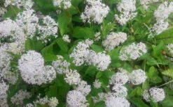 New Jersey Tea Plant (Ceanothus Americanus) - 3 Gallon Pot 20 New Jersey Tea Plant (Ceanothus Americanus) - 3 Gallon Pot -Garden Wisp Sales Store ceanothus americanus new jersey tea plant 7