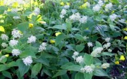 New Jersey Tea Plant (Ceanothus Americanus) - 3 Gallon Pot 19 New Jersey Tea Plant (Ceanothus Americanus) - 3 Gallon Pot -Garden Wisp Sales Store ceanothus americanus new jersey tea plant 9