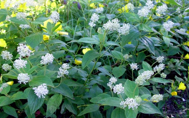 New Jersey Tea Plant (Ceanothus Americanus) - 3 Gallon Pot 8 New Jersey Tea Plant (Ceanothus Americanus) - 3 Gallon Pot - Image 8