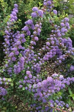 Blue Jeans Mountain Lilac (Ceanothus) - 2 Gallon Pot 10 Blue Jeans Mountain Lilac (Ceanothus) - 2 Gallon Pot -Garden Wisp Sales Store ceanothus blue jeans california lilac 1