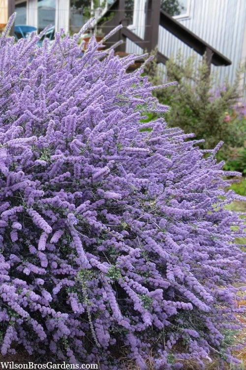 Blue Jeans Mountain Lilac (Ceanothus) - 2 Gallon Pot 1 Blue Jeans Mountain Lilac (Ceanothus) - 2 Gallon Pot