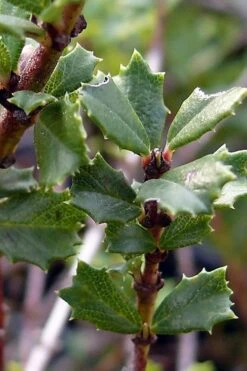 Blue Jeans Mountain Lilac (Ceanothus) - 2 Gallon Pot 11 Blue Jeans Mountain Lilac (Ceanothus) - 2 Gallon Pot -Garden Wisp Sales Store ceanothus blue jeans california lilac 7