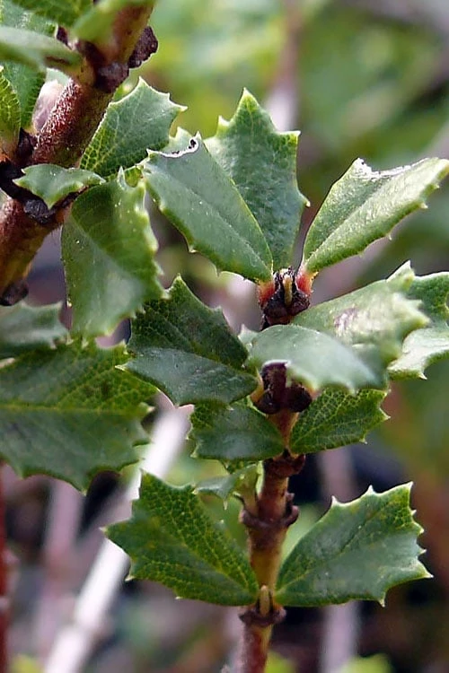Blue Jeans Mountain Lilac (Ceanothus) - 2 Gallon Pot 6 Blue Jeans Mountain Lilac (Ceanothus) - 2 Gallon Pot - Image 6