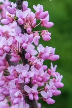 Little Woody Redbud Tree - 7 Gallon Pot (4-5') -Garden Wisp Sales Store cercis canadensis alley cat redbud 2
