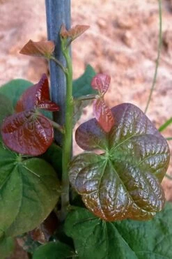 Little Woody Redbud Tree - 7 Gallon Pot (4-5')