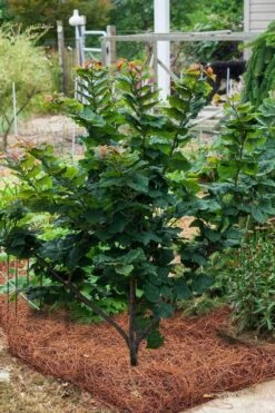 Little Woody Redbud Tree - 7 Gallon Pot (4-5') -Garden Wisp Sales Store cercis canadensis little woody redbud 4