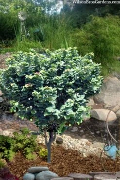 Little Woody Redbud Tree - 7 Gallon Pot (4-5') -Garden Wisp Sales Store cercis canadensis little woody redbud 6