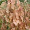 Upland Sea Oats (Chasmanthium Latifolium) - 1 Gallon Pots