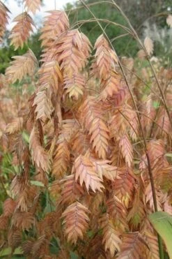 Upland Sea Oats (Chasmanthium Latifolium) - 1 Gallon Pots