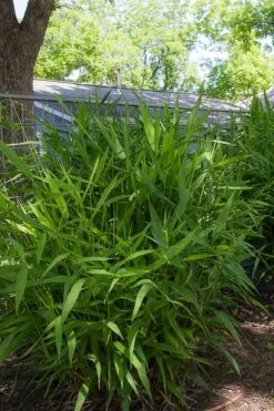 Upland Sea Oats (Chasmanthium Latifolium) - 8 Pack Of 1 Gallon Pots -Garden Wisp Sales Store chasmanthium latifolium upland sea oats 101 1