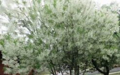 Grancy Graybeard - White Fringe Tree - 3 Gallon Pot -Garden Wisp Sales Store chionanthus virginicus grancy greybeard multi stem tree 4 1