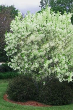 Grancy Graybeard - White Fringe Tree - 3 Gallon Pot -Garden Wisp Sales Store chionanthus virginicus grancy greybeard multi stem tree 5 1