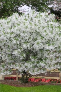 Grancy Graybeard - White Fringe Tree - 1 Gallon Pot 13 Grancy Graybeard - White Fringe Tree - 1 Gallon Pot -Garden Wisp Sales Store chionanthus virginicus grancy greybeard multi stem tree 6