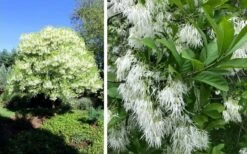 Grancy Graybeard - White Fringe Tree - 7 Gallon Pot (2-3') -Garden Wisp Sales Store chionanthus virginicus grancy greybeard single stem tree 1