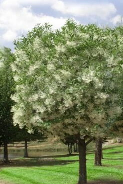 Grancy Graybeard - White Fringe Tree - 7 Gallon Pot (2-3') -Garden Wisp Sales Store chionanthus virginicus grancy greybeard single stem tree 2