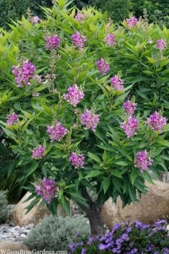 El Nino Desert Orchid (Chitalpa) - 3 Pack Of Quart Pots -Garden Wisp Sales Store chitalpa el nino desert orchid 10