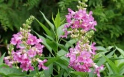 El Nino Desert Orchid (Chitalpa) - 3 Pack Of Quart Pots -Garden Wisp Sales Store chitalpa el nino desert orchid 3