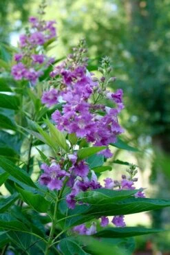 El Nino Desert Orchid (Chitalpa) - 3 Pack Of Quart Pots -Garden Wisp Sales Store chitalpa el nino desert orchid 6