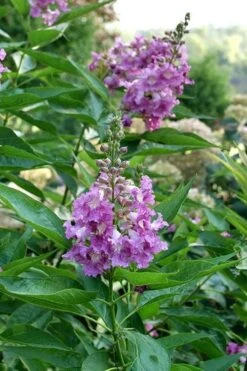 El Nino Desert Orchid (Chitalpa) - 3 Pack Of Quart Pots -Garden Wisp Sales Store chitalpa el nino desert orchid 8