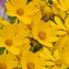 Dwarf Mouse Ear Coreopsis - 5 Pack Of Quart Pots