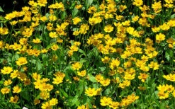 Dwarf Mouse Ear Coreopsis - 5 Pack Of Quart Pots 9 Dwarf Mouse Ear Coreopsis - 5 Pack Of Quart Pots -Garden Wisp Sales Store coreopsis auriculata nana mouse ear 3