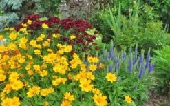 Dwarf Mouse Ear Coreopsis - 5 Pack Of Quart Pots 8 Dwarf Mouse Ear Coreopsis - 5 Pack Of Quart Pots -Garden Wisp Sales Store coreopsis auriculata nana mouse ear 7
