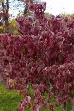 Cloud 9 Dogwood Tree - 7 Gallon Pot (4-5') -Garden Wisp Sales Store cornus florida cloud 9 dogwood 4 1