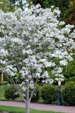 Cloud 9 Dogwood Tree - 1 Gallon Pot -Garden Wisp Sales Store cornus florida cloud 9 dogwood 5