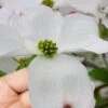 Cloud 9 Dogwood Tree - 1 Gallon Pot