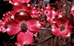 Ragin' Red Dogwood Tree - 5 Gallon Pot -Garden Wisp Sales Store cornus florida ragin red dogwood tree 11