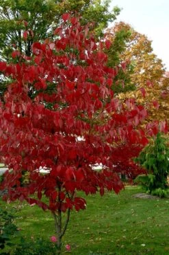 Ragin' Red Dogwood Tree - 5 Gallon Pot -Garden Wisp Sales Store cornus florida ragin red dogwood tree 5