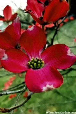 Ragin' Red Dogwood Tree - 5 Gallon Pot -Garden Wisp Sales Store cornus florida ragin red dogwood tree 6