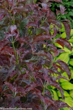 Ragin' Red Dogwood Tree - 5 Gallon Pot -Garden Wisp Sales Store cornus florida ragin red dogwood tree 8