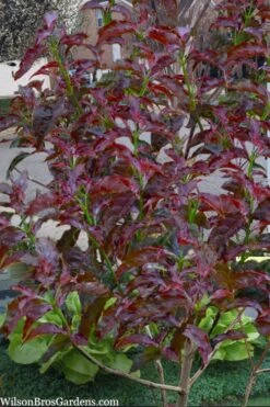 Ragin' Red Dogwood Tree - 5 Gallon Pot -Garden Wisp Sales Store cornus florida ragin red dogwood tree 9
