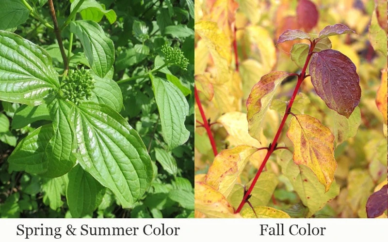 Bud's Yellow Twig Dogwood (Cornus Sericea) - 1 Gallon Pot 8 Bud's Yellow Twig Dogwood (Cornus Sericea) - 1 Gallon Pot - Image 8