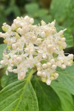 Bud's Yellow Twig Dogwood (Cornus Sericea) - 1 Gallon Pot 15 Bud's Yellow Twig Dogwood (Cornus Sericea) - 1 Gallon Pot -Garden Wisp Sales Store cornus sericea buds yellow twig dogwood 1