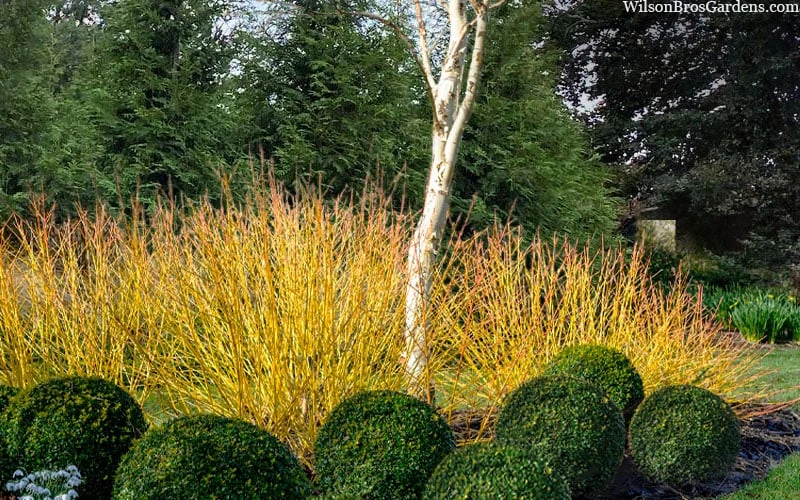 Bud's Yellow Twig Dogwood (Cornus Sericea) - 1 Gallon Pot 3 Bud's Yellow Twig Dogwood (Cornus Sericea) - 1 Gallon Pot - Image 3