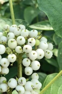 Bud's Yellow Twig Dogwood (Cornus Sericea) - 1 Gallon Pot 16 Bud's Yellow Twig Dogwood (Cornus Sericea) - 1 Gallon Pot -Garden Wisp Sales Store cornus sericea buds yellow twig dogwood 2