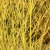 Bud's Yellow Twig Dogwood (Cornus Sericea) - 1 Gallon Pot
