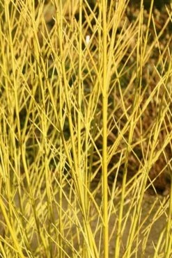 Bud's Yellow Twig Dogwood (Cornus Sericea) - 1 Gallon Pot