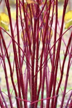 Red Osier Red Twig Dogwood (Cornus Sericea) - 2 Gallon Pot -Garden Wisp Sales Store cornus sericera red osier dogwood 1