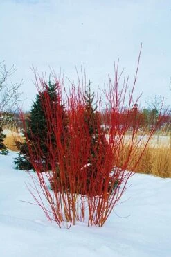 Red Osier Red Twig Dogwood (Cornus Sericea) - 2 Gallon Pot -Garden Wisp Sales Store cornus sericera red osier dogwood 4