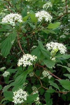 Red Osier Red Twig Dogwood (Cornus Sericea) - 2 Gallon Pot -Garden Wisp Sales Store cornus sericera red osier dogwood 5
