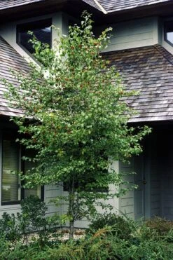 Washington Hawthorn (Crataegus Phaenopyrum) - 1 Gallon Pot -Garden Wisp Sales Store crataegus phaenopyrum washington hawthorne 1