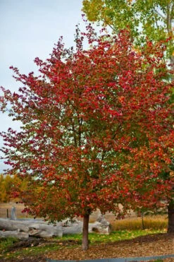 Washington Hawthorn (Crataegus Phaenopyrum) - 1 Gallon Pot -Garden Wisp Sales Store crataegus phaenopyrum washington hawthorne 3
